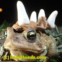 /home//u458753944/public_html/sourcegallery//Roxborough Toad Detour/2013-2019/2018/2018-04-13/P4130029.JPG